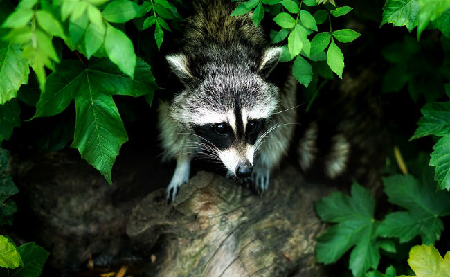 A Florida Teacher Drowned Wild Raccoons With His Students' Help. Here's Why He Won't Be Charged