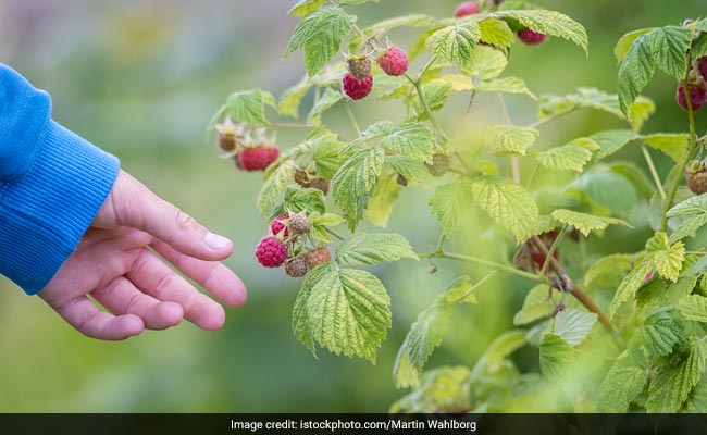 Celebrity Nutritionist Rujuta Tells The Importance Of Wild Foods In Our Diet