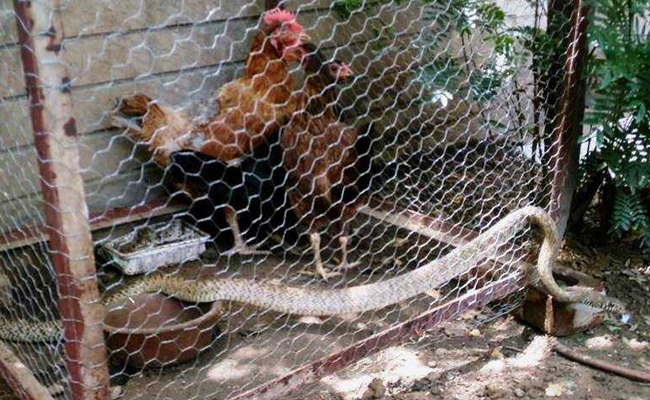 5-Foot Snake Stuck In Wire Mesh Rescued From Delhi Home