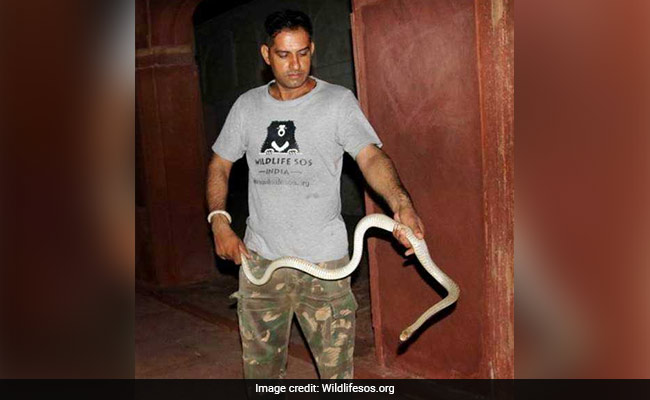Six-Foot Snake Found At UNESCO World Heritage Site Agra Fort