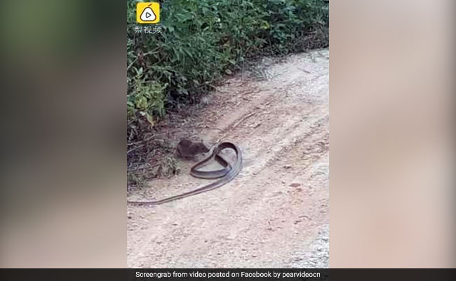 Rat Fights Snake In Intense Video. The End May Leave You Surprised