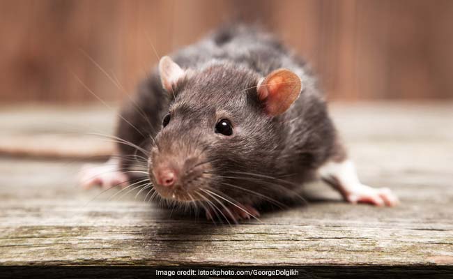 Report A Rat: Real-Time Map To Plot Paris Rodent Sightings