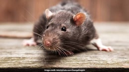 Old Horror Haunts Madhya Pradesh Again: Rats Jump Over Patients In Hospitals
