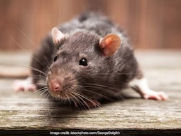 Old Horror Haunts Madhya Pradesh Again: Rats Jump Over Patients In Hospitals