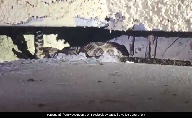 Family Follows Sound Of 'Running Water', Find Deadly Rattlesnake At Home