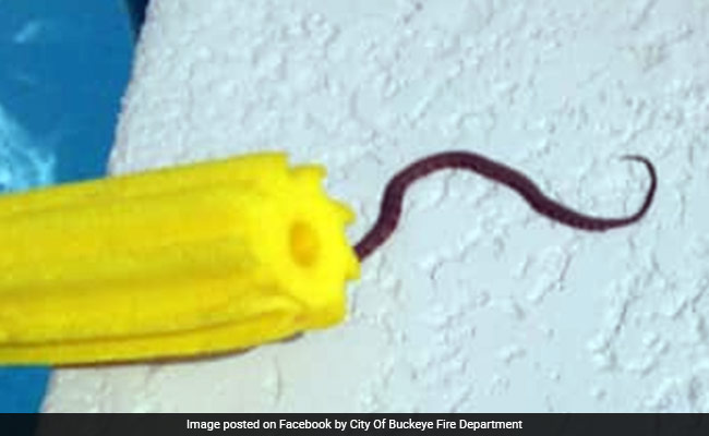 Family Finds Deadly Rattlesnake And Its Babies In Unlikeliest Of Places