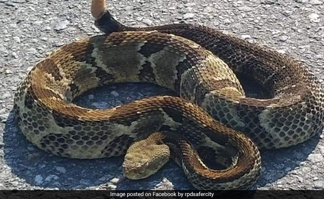 Cops Stop Traffic To Help Rattlesnake Cross The Road