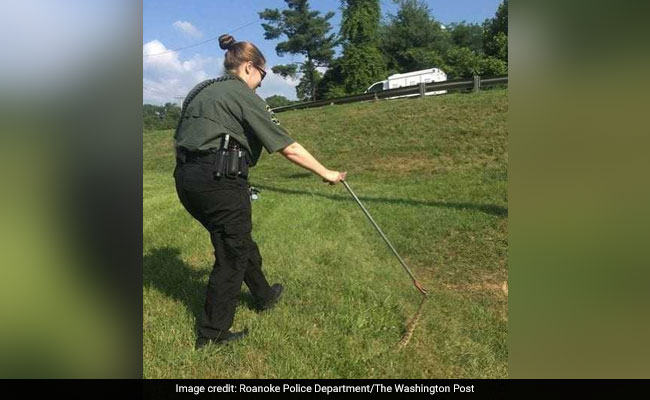 Police Stopped Traffic So A Venomous Snake Could Cross The Road Unharmed