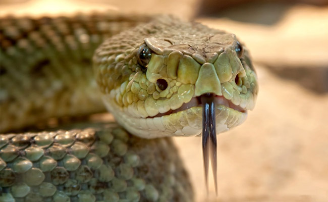 Man Killed 4-Foot Rattlesnake. Then, Dead Snake's Severed Head Bit Him
