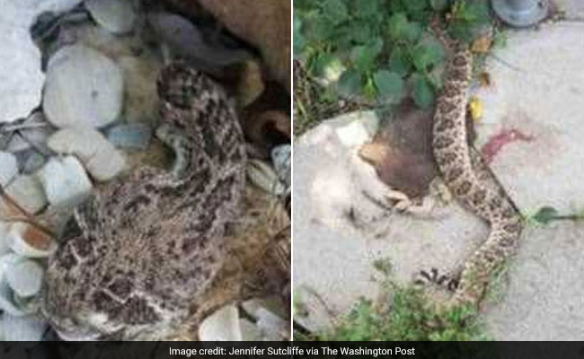 Man Decapitated Rattlesnake. It Bit Him Anyway