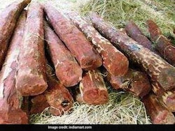 Red Sandalwood Worth Rs 40 Lakh Seized From House In Andhra Pradesh Village