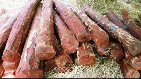 10 Tonnes Of Red Sandalwood Smuggled From Tirupati Seized In Delhi
