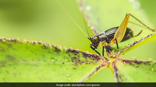 New study finds that eating insects like crickets can help in improving digestion and gut health