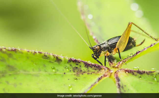 New study finds that eating insects like crickets can help in improving digestion and gut health