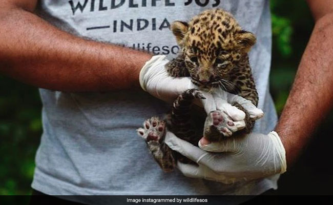 In Maharashtra, Two Kids Woke Up To Find A Leopard Cub Napping Next To Them