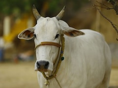 To Curb Cow Slaughter, Maharashtra May Use Anti-Organised Crime Law
