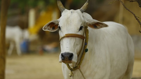 Why 'Non-Veg Milk' From Cows Is Becoming A Trade Barrier For India And US