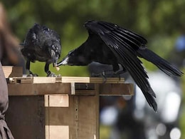 Crows Trained To Pick Up Litter Are This Theme Park's Star Attraction Crows Trained To Pick Up Litter Are This Theme Park's Star Attraction