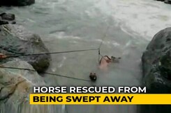 Officials Rescue Horse Being Swept Away By Fast Flowing River Officials Rescue Horse Being Swept Away By Fast Flowing River