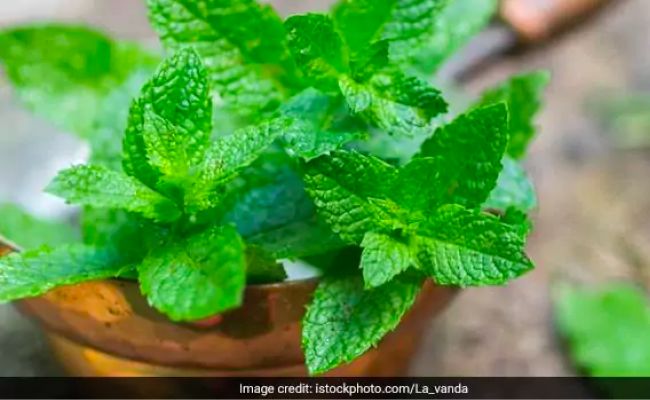 3 Refreshing Ways To Use Mint For Your Beauty