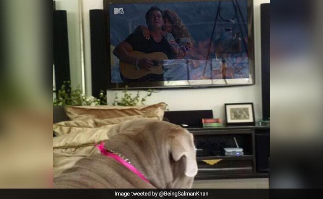 सलमान खान के डॉगी ने 'सेल्फिश' गाने के साथ किया कुछ ऐसा, फोटो हुई वायरल