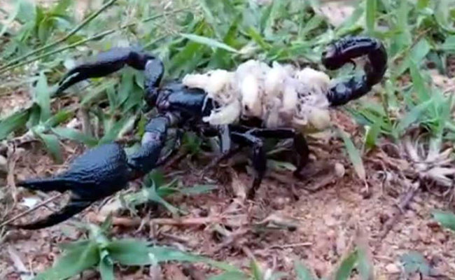 In Odisha, Venomous Black Scorpion Carries Babies On Her Back