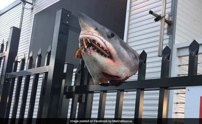 Shark Head Stuffed With Cigarette Butts Found Impaled On Fence