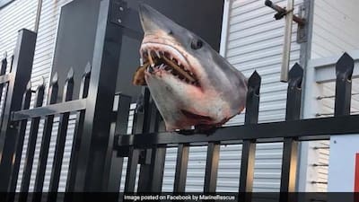 Shark Head Stuffed With Cigarette Butts Found Impaled On Fence