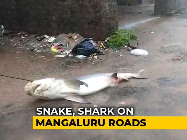 Watch Shark, 5 Foot Snake On Flooded Mangaluru Streets After Heavy Rain