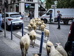 Out On The Town: Sheep Graze Streets Of Paris Suburb Out On The Town: Sheep Graze Streets Of Paris Suburb