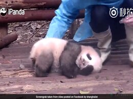 This Panda Struggling To Wake Up Is All Of Us Every Monday Morning This Panda Struggling To Wake Up Is All Of Us Every Monday Morning