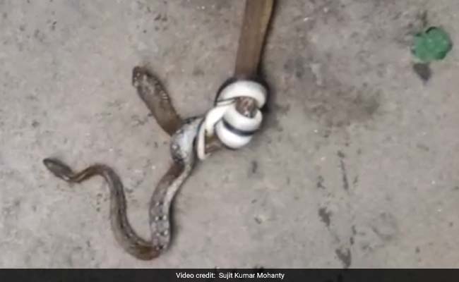 3-Foot Snake Attacks Snake Twice Its Size In Odisha. Watch If You Dare