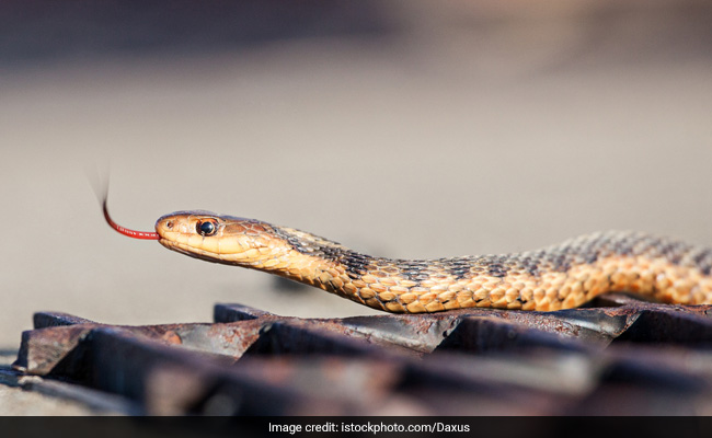 Snake Slithers Out Of Car's Air Vent While Woman Is Driving