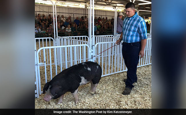 US Teen Went To Auction His Pig To Fight Cancer. Then This Happened