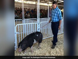 US Teen Went To Auction His Pig To Fight Cancer. Then This Happened US Teen Went To Auction His Pig To Fight Cancer. Then This Happened