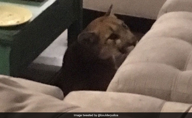 Mountain Lion Breaks Into Home, Kills Family Cat In US