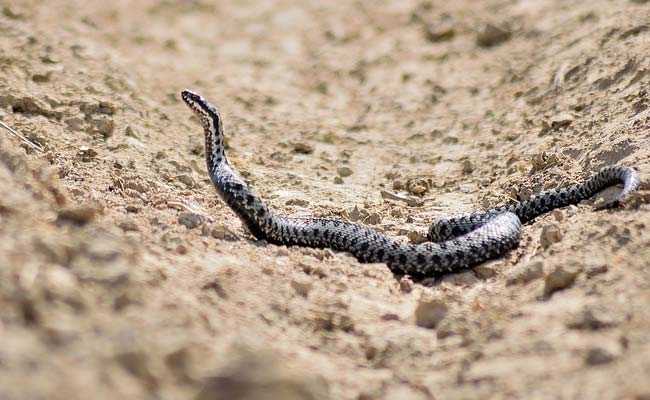 Uttar Pradesh Child Dies From Mother's 'Snake Bite' Breast Milk