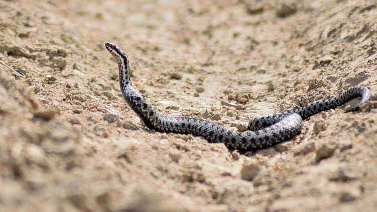 Snake Bite: राजस्थान के डीग ज़िले में खेत पर चारा लेने गए किसान की सांप के काटने से मौत 