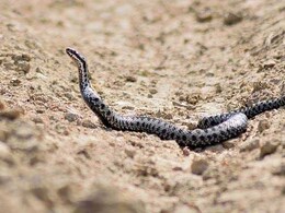 Snake Bite: राजस्थान के डीग ज़िले में खेत पर चारा लेने गए किसान की सांप के काटने से मौत  Snake Bite: राजस्थान के डीग ज़िले में खेत पर चारा लेने गए किसान की सांप के काटने से मौत