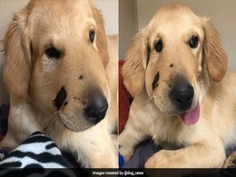 This Brave Dog Was Bitten By A Rattlesnake While Saving His Owner This Brave Dog Was Bitten By A Rattlesnake While Saving His Owner