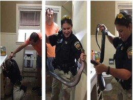 Huge Snake Slithers Out Of Man's Toilet. Cop Wrangles It With Bare Hands Huge Snake Slithers Out Of Man's Toilet. Cop Wrangles It With Bare Hands