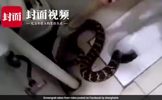 Snake Found In Toilet, It Escaped Family That Wanted To Make It Into Wine