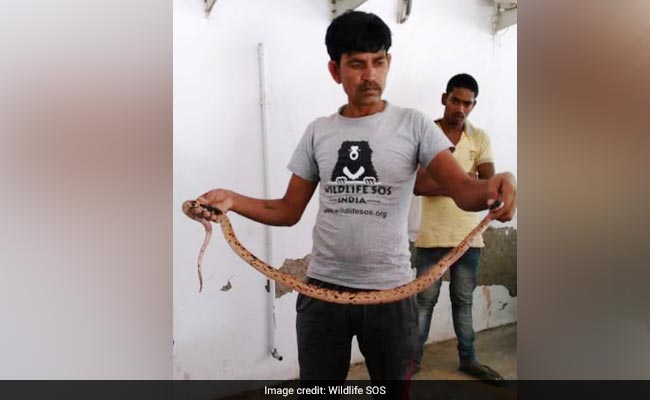 'Distressed' 5-Foot Snake Found In Noida Residential Building, Rescued