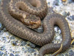 अब हर सांप काटे का होगा इलाज, महज 50 से 60 रुपये में मिलेगी दवा अब हर सांप काटे का होगा इलाज, महज 50 से 60 रुपये में मिलेगी दवा