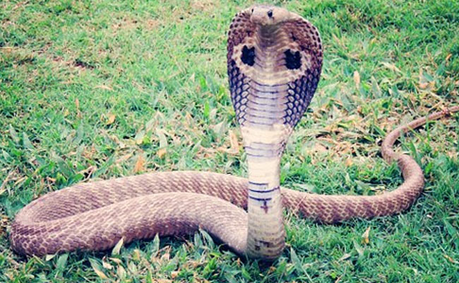 5-Foot Long Rat Snake Found In NCERT Campus In Delhi