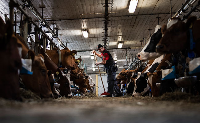 How Cows Help Rehabilitate Prisoners In Sweden