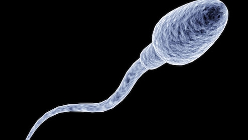 स्पर्म काउंट कम है? डाइट में शामिल करें ये फल और सुपरफूड्स