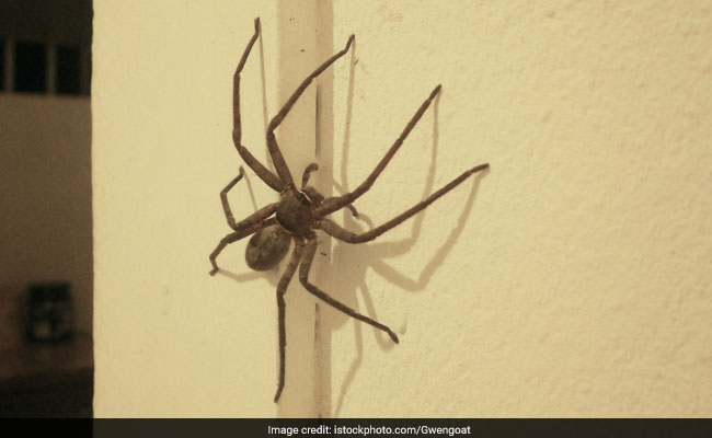Viral: She Ordered Food So Delivery Man Could Get Rid Of Spider At Home