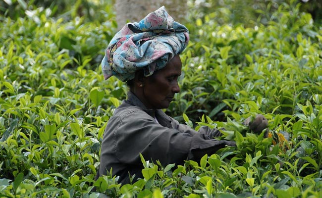 From Soldiers To Housewives: Women Who Fought As Tamil Tigers In Sri Lanka Are Forced Into Traditional Roles