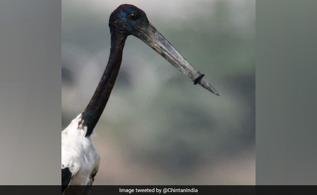 Stork With Beak Shut By Plastic Ring Finally Rescued Near Delhi